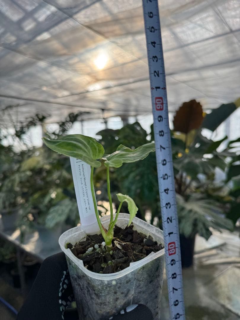 アンスリウム　ミシェル　x クリスタル　シルバー　斑入り