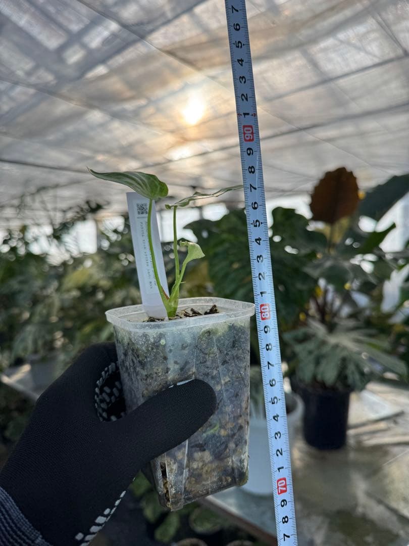 アンスリウム　ミシェル　x クリスタル　シルバー　斑入り