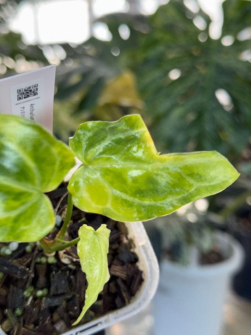 アンスリウム　ミシェル　x クリスタル　シルバー　斑入り