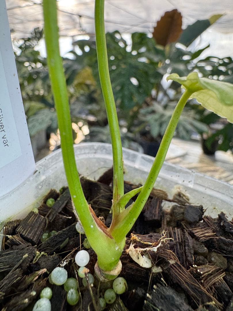 アンスリウム　ミシェル　x クリスタル　シルバー　斑入り