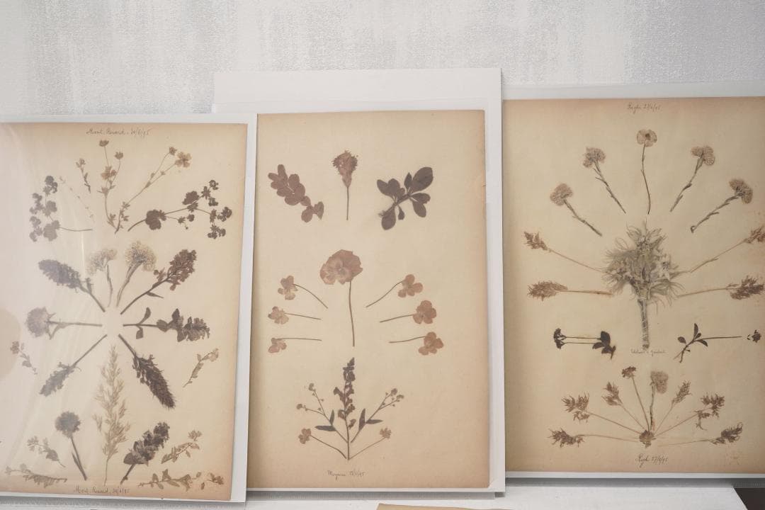 1895年 植物標本11枚セット フランスアンティーク 押し花 ドライフラワー