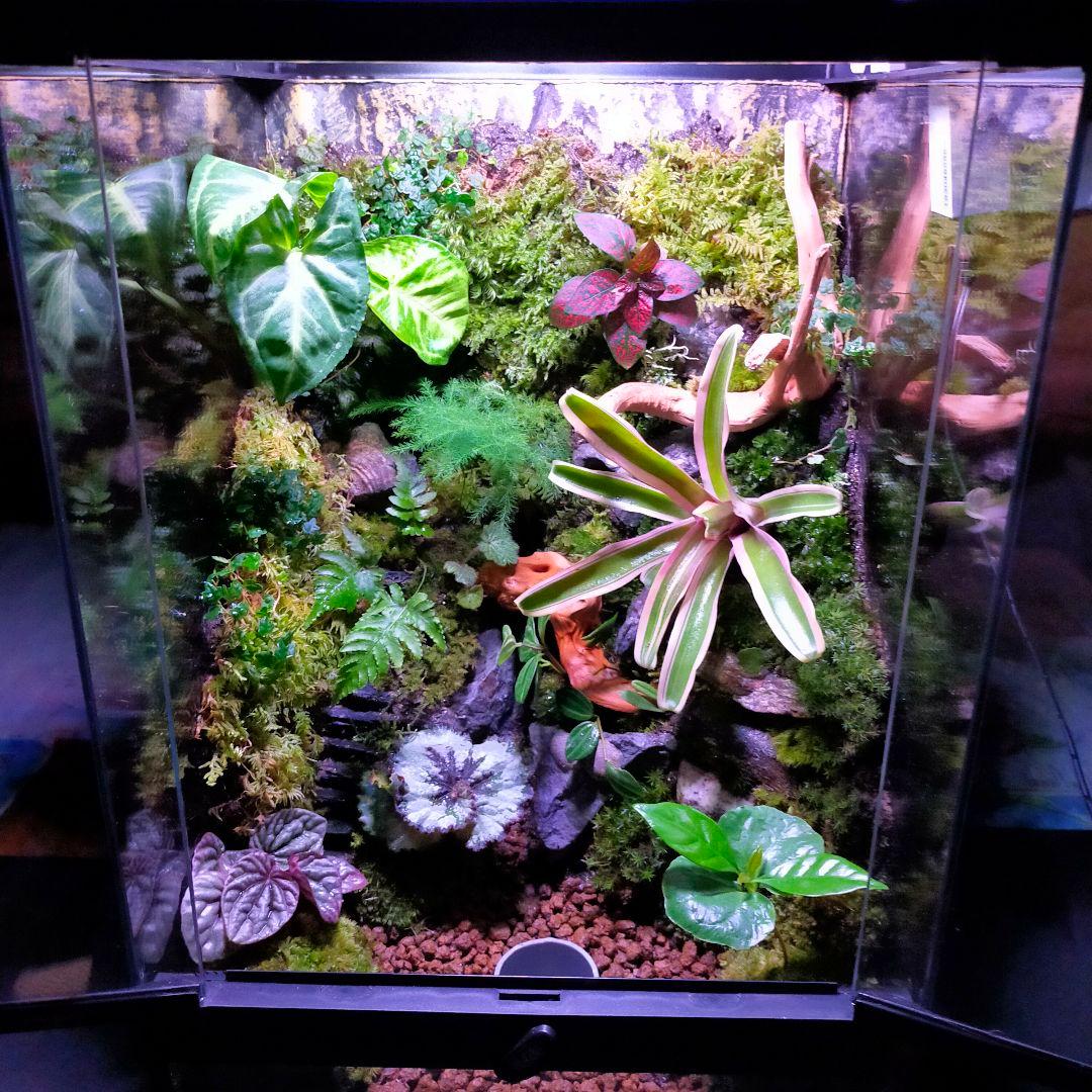 究極の自然の中の飼育箱(階段、化石付き)、太古の自然、ビバリウム、苔テラリウム