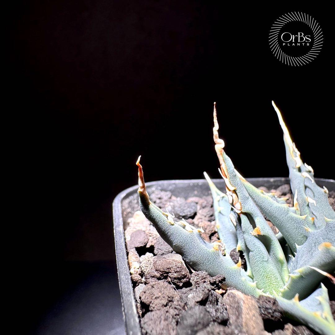 【実生】アガベ ユタエンシス エボリスピナ コークスクリュー ダブルヘッド 陽炎